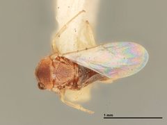 Blastothrix yuccae by the Smithsonian. Used under a CC0 license.