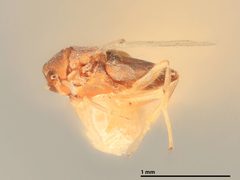Blastothrix yuccae by the Smithsonian. Used under a CC0 license.