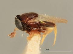 Blepyrus marsdeni by the Smithsonian. Used under a CC0 license.