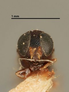 Blepyrus marsdeni by the Smithsonian. Used under a CC0 license.