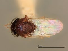 Blepyrus marsdeni by the Smithsonian. Used under a CC0 license.