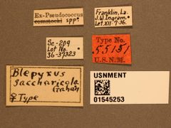 Blepyrus saccharicola by the Smithsonian. Used under a CC0 license.