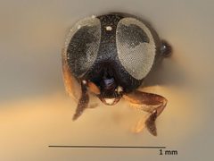 Blepyrus saccharicola by the Smithsonian. Used under a CC0 license.