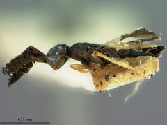 Cerapterocerus floridanus by the Smithsonian. Used under a CC0 license.