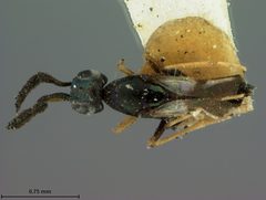 Cerapterocerus floridanus by the Smithsonian. Used under a CC0 license.