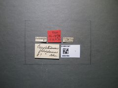 Cerapterocerus floridanus by the Smithsonian. Used under a CC0 license.