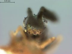 Cerapterocerus floridanus by the Smithsonian. Used under a CC0 license.