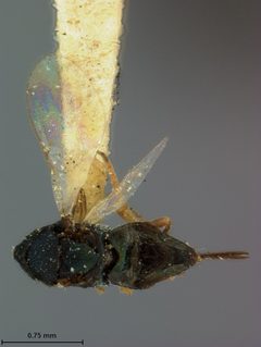 Cerchysius elasmoceri by the Smithsonian. Used under a CC0 license.
