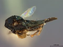 Cerchysius elasmoceri by the Smithsonian. Used under a CC0 license.