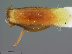 Cerchysius hubbardii by the Smithsonian. Used under a CC0 license.