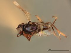 Cerchysius occidentalis by the Smithsonian. Used under a CC0 license.
