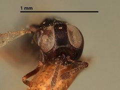 Cerchysius occidentalis by the Smithsonian. Used under a CC0 license.