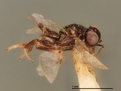 Cerchysius occidentalis by the Smithsonian. Used under a CC0 license.
