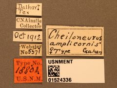 Cheiloneurus amplicornis by the Smithsonian. Used under a CC0 license.