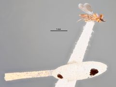 Cheiloneurus amplicornis by the Smithsonian. Used under a CC0 license.