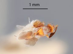 Cheiloneurus amplicornis by the Smithsonian. Used under a CC0 license.
