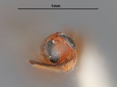 Cheiloneurus amplicornis by the Smithsonian. Used under a CC0 license.