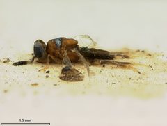 Cheiloneurus japonicus by the Smithsonian. Used under a CC0 license.