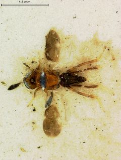 Cheiloneurus japonicus by the Smithsonian. Used under a CC0 license.