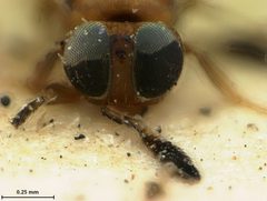 Cheiloneurus japonicus by the Smithsonian. Used under a CC0 license.