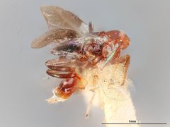 Chrysoplatycerus howardii by the Smithsonian. Used under a CC0 license.