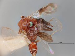 Chrysoplatycerus howardii by the Smithsonian. Used under a CC0 license.
