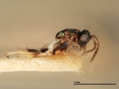 Copidosoma vagum by the Smithsonian. Used under a CC0 license.