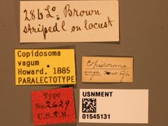Copidosoma vagum by the Smithsonian. Used under a CC0 license.
