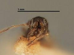 Copidosoma vagum by the Smithsonian. Used under a CC0 license.