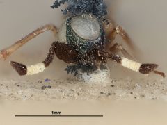Dicarnosis alfierii by the Smithsonian. Used under a CC0 license.