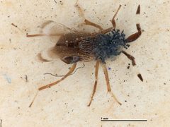 Dicarnosis alfierii by the Smithsonian. Used under a CC0 license.