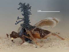 Dicarnosis alfierii by the Smithsonian. Used under a CC0 license.
