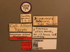 Dicarnosis alfierii by the Smithsonian. Used under a CC0 license.