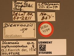 Dicarnosis erythroephalis by the Smithsonian. Used under a CC0 license.
