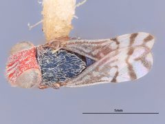 Dicarnosis erythroephalis by the Smithsonian. Used under a CC0 license.