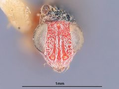 Dicarnosis erythroephalis by the Smithsonian. Used under a CC0 license.