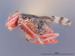 Dicarnosis erythroephalis by the Smithsonian. Used under a CC0 license.