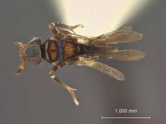 Diversinervus desantisi by the Smithsonian. Used under a CC0 license.