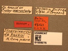 Diversinervus desantisi by the Smithsonian. Used under a CC0 license.
