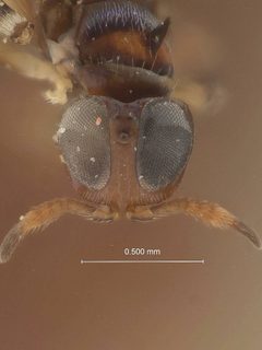 Diversinervus desantisi by the Smithsonian. Used under a CC0 license.