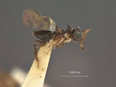 Diversinervus desantisi by the Smithsonian. Used under a CC0 license.
