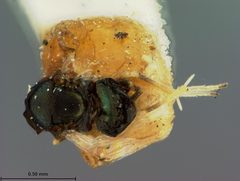 Encyrtus aphidiphagus by the Smithsonian. Used under a CC0 license.
