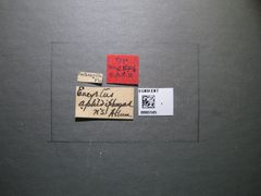 Encyrtus aphidiphagus by the Smithsonian. Used under a CC0 license.