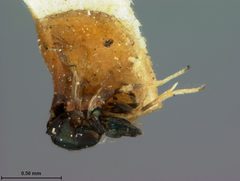 Encyrtus aphidiphagus by the Smithsonian. Used under a CC0 license.