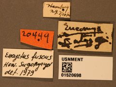 Encyrtus atys by the Smithsonian. Used under a CC0 license.