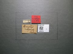 Encyrtus megourae by the Smithsonian. Used under a CC0 license.