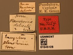 Encyrtus planchoniae by the Smithsonian. Used under a CC0 license.