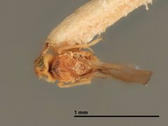 Encyrtus planchoniae by the Smithsonian. Used under a CC0 license.