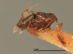 Epanusia albiclava by the Smithsonian. Used under a CC0 license.