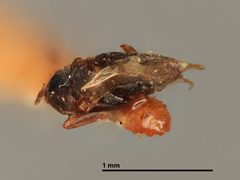Epanusia albiclava by the Smithsonian. Used under a CC0 license.